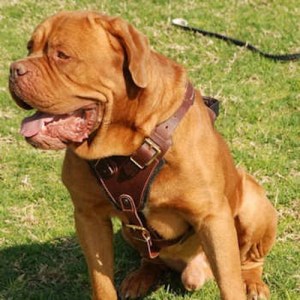 Коричневая кожаная шлея с ручкой для бордоского дога «Working Dog»